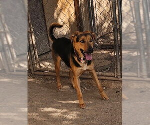 Charlee - Female German Shepherd Dog-Unknown Mix Dog for Adoption - Photo #5