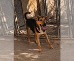 Small Photo #5 German Shepherd Dog-Unknown Mix Puppy For Sale in MIDWAY, UT, USA