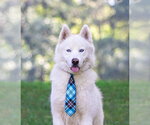 Small #3 Siberian Husky Mix