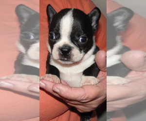 Boston Terrier Puppy for sale in BEND, OR, USA