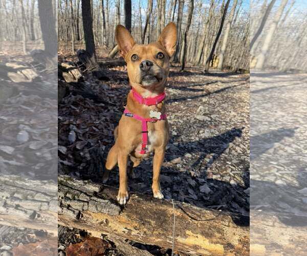 Medium Photo #3 Boston Terrier-Unknown Mix Puppy For Sale in Shermans Dale, PA, USA