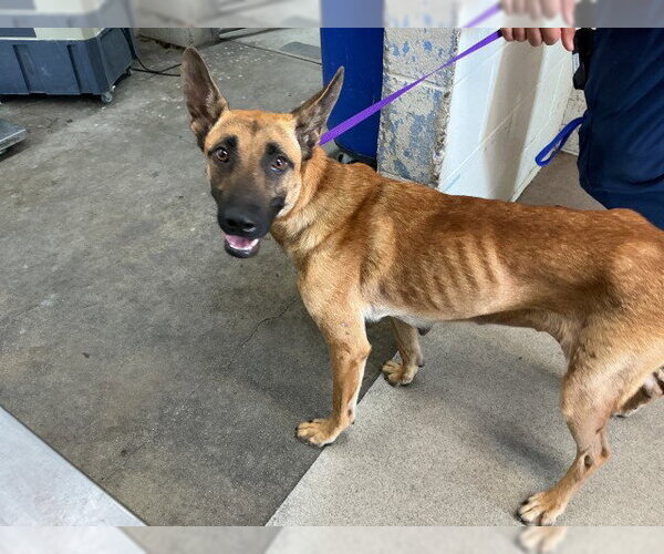 Medium Photo #1 Mutt Puppy For Sale in San Bernardino, CA, USA