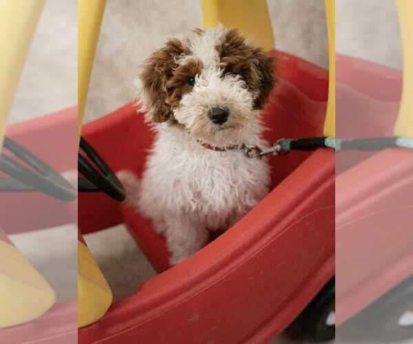 Medium Photo #1 Poodle (Miniature) Puppy For Sale in ALPENA, MI, USA