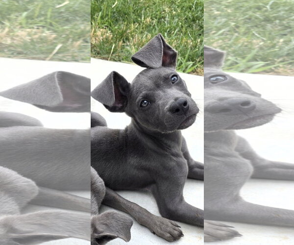 Medium Photo #2 American Pit Bull Terrier-Unknown Mix Puppy For Sale in Sandy, UT, USA