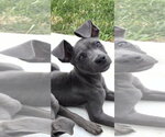 Small #1 American Pit Bull Terrier Mix
