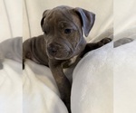 Small Photo #13 American Bully Puppy For Sale in PALM COAST, FL, USA