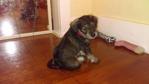 Schnauzer (Miniature) Puppy for sale in SPRINGFIELD, MA, USA