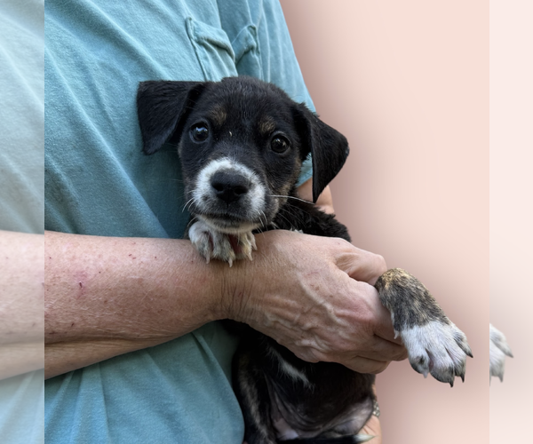 Medium Photo #1 Mutt Puppy For Sale in Rockville, MD, USA