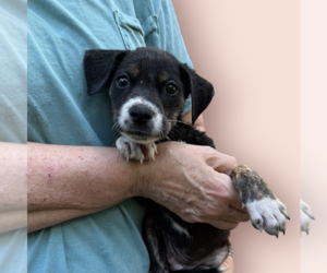 Mutt Dogs for adoption in Rockville, MD, USA