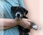 Small Mutt