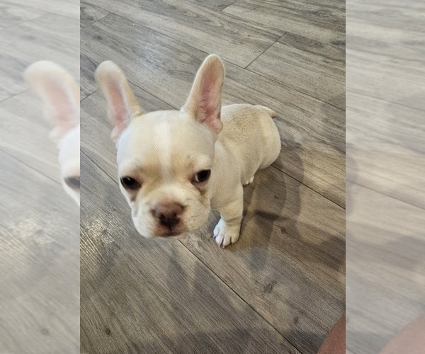 Medium Photo #3 French Bulldog Puppy For Sale in OCEAN ISLE BEACH, NC, USA