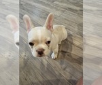 Small #2 French Bulldog