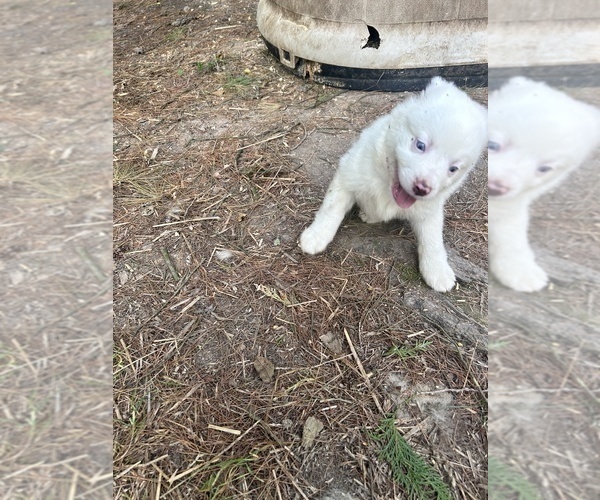 Medium Photo #9 Miniature Australian Shepherd Puppy For Sale in BELLVILLE, OH, USA