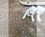 Small Photo #9 Miniature Australian Shepherd Puppy For Sale in BELLVILLE, OH, USA