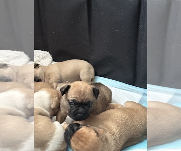 Medium Photo #11 French Bulldog-French Bullhuahua Mix Puppy For Sale in SHEPHERD, MT, USA