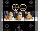 Small Photo #41 Poodle (Toy) Puppy For Sale in WARSAW, IN, USA