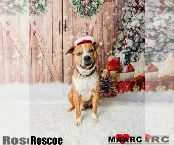 Medium Photo #3 American Staffordshire Terrier-Unknown Mix Puppy For Sale in Maryville, TN, USA