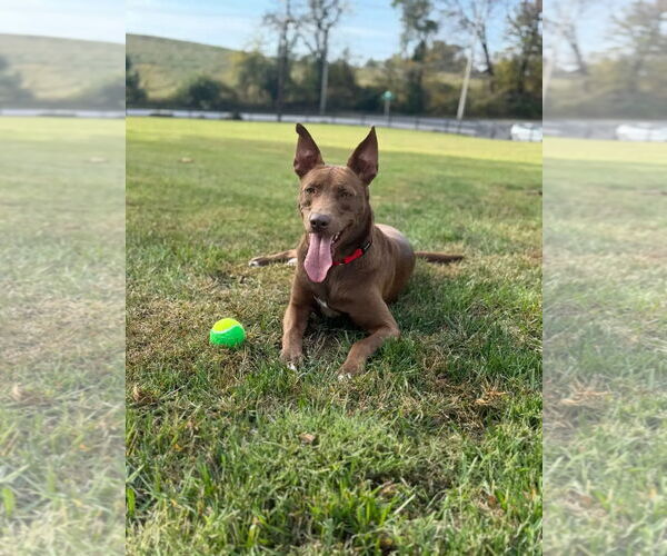 Medium Photo #23 German Shepherd Dog-Unknown Mix Puppy For Sale in Westminster, MD, USA