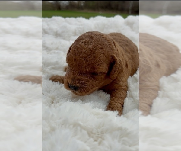 Medium Photo #16 Goldendoodle (Miniature) Puppy For Sale in RANDOLPH, WI, USA