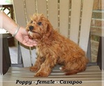Small #4 Cavapoo