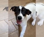 Small #1 Labrador Retriever Mix