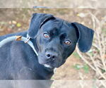 Small #6 Labrador Retriever Mix