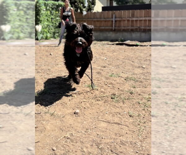 Medium Photo #8 Mutt Puppy For Sale in San Diego, CA, USA