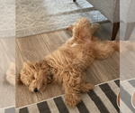 Small #1 Goldendoodle