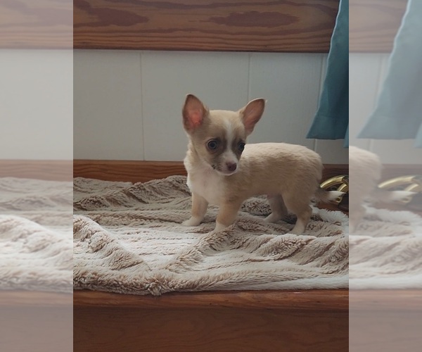 Medium Photo #1 Chihuahua Puppy For Sale in INDIANAPOLIS, IN, USA
