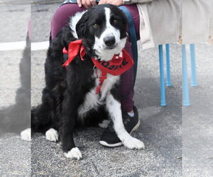 Border Collie-Unknown Mix Dogs for adoption in Wakefield, RI, USA
