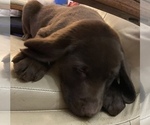 Small Photo #4 Labrador Retriever Puppy For Sale in VACAVILLE, CA, USA
