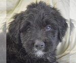 Small #5 Golden Retriever Mix