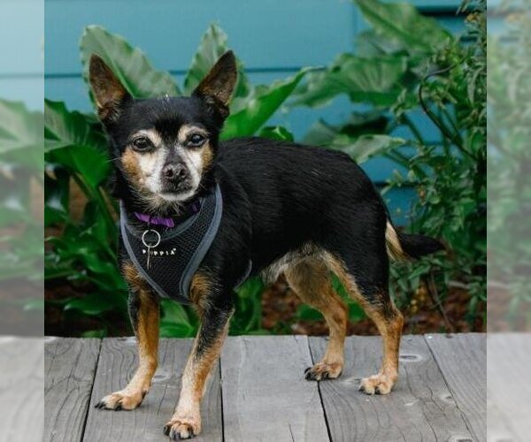 Medium Photo #2 Chihuahua Puppy For Sale in Pacific Grove, CA, USA