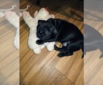 Small #2 Pug