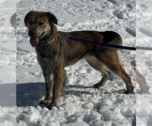 Golden Retriever-Unknown Mix Dogs for adoption in Roaring River, NC, USA