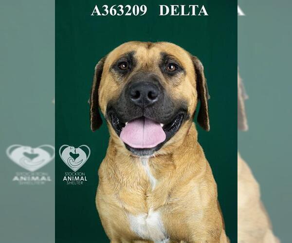 Medium Photo #2 Mastiff-Rhodesian Ridgeback Mix Puppy For Sale in Stockton, CA, USA