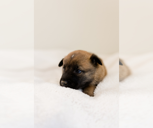 Medium Photo #5 Belgian Malinois Puppy For Sale in LYNCHBURG, VA, USA