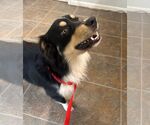 Small #1 Australian Shepherd