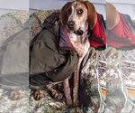 Small #2 Coonhound
