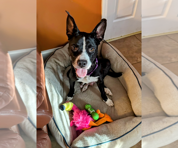 Medium Photo #7 Mutt Puppy For Sale in Holly Springs, NC, USA