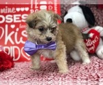 Small Photo #4 Pomsky-Poodle (Toy) Mix Puppy For Sale in CLAY, PA, USA