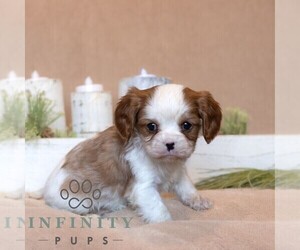 Cavalier King Charles Spaniel Puppy for sale in HONEY BROOK, PA, USA