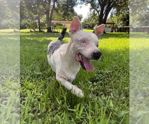 Dachshund Dogs for adoption in Weston, FL, USA