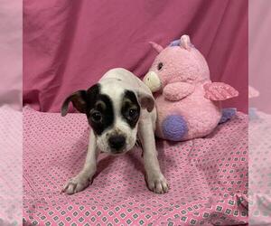 Staffordshire Bull Terrier-Unknown Mix Dogs for adoption in Modesto, CA, USA