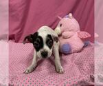 A614016 - Male Staffordshire Bull Terrier-Unknown Mix Dog for Adoption - Small photo