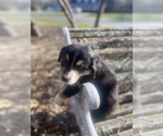 Small Photo #61 Australian Shepherd Puppy For Sale in FARMVILLE, VA, USA
