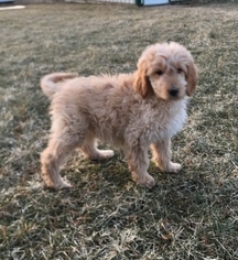 Goldendoodle Puppy for sale in LEBANON, IN, USA