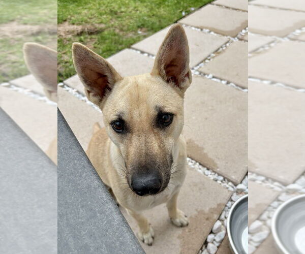 Medium Photo #10 Labrador Retriever-Unknown Mix Puppy For Sale in Brewster, NY, USA