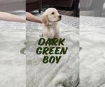 Puppy Dark Green boy Golden Retriever