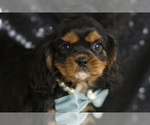 Small Cavalier King Charles Spaniel